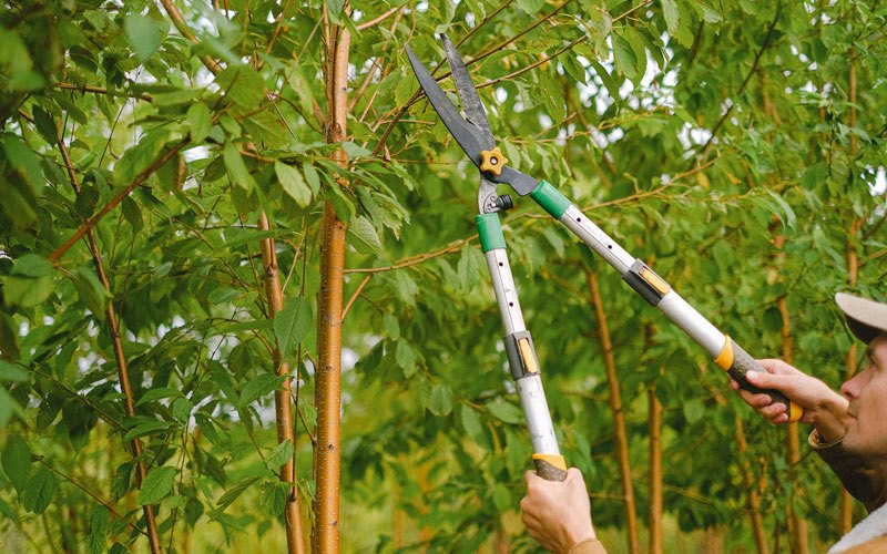Tree trimming in Ashburn, GA